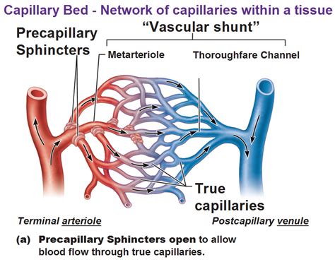 vascular shunt - meddic