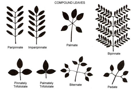 Pinnate leaf - Glossary - eFlora: Vascular Plants of the Sydney Region - The University of Sydney