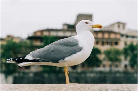 Bigger brains allow cliff-nesting seagull species to survive and thrive in urban environments