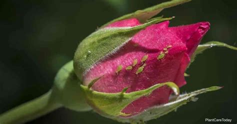 How To Control Aphids on Roses With A Home Remedy