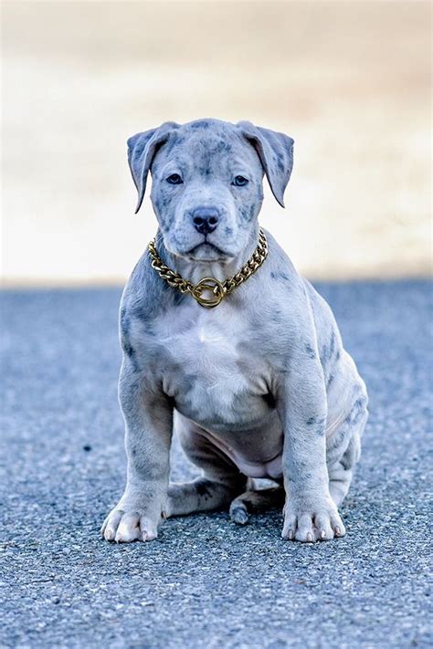 Merle Pitbull Puppy in 2022 | Bully breeds dogs, Pitbull dog puppy ...