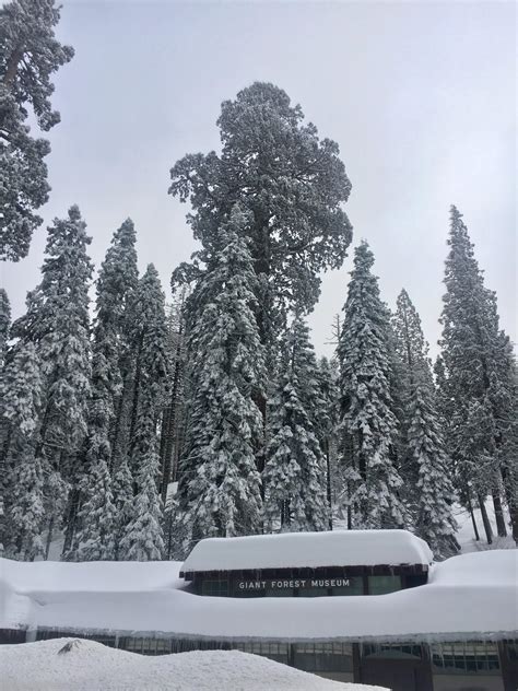 Sequoia National Park (04-9-19) : r/NationalPark