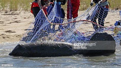 Manatee Rescue Photos and Premium High Res Pictures - Getty Images