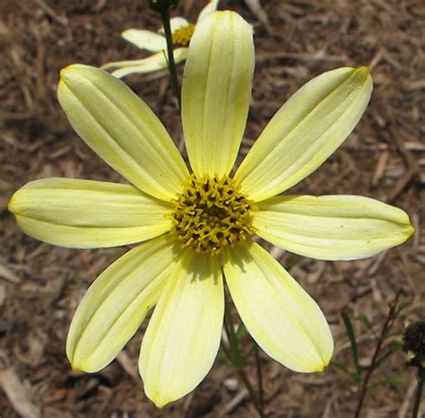 Coreopsis ‘Moonbeam’ | Mt. Cuba Center