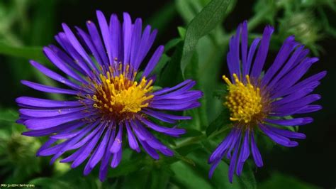 Purple Asters | Plants, Foliage, Botanist