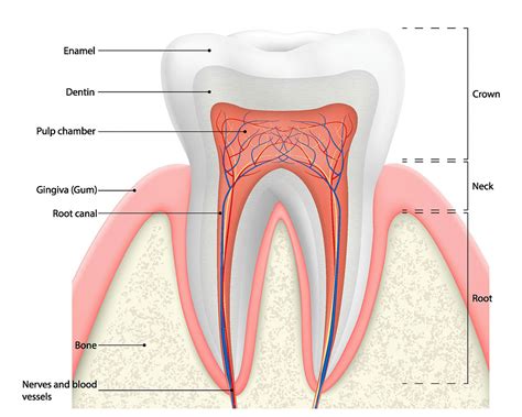 5 Dentist-approved Toothache Natural Home Remedy Dental Expert Near Me Mild Oral