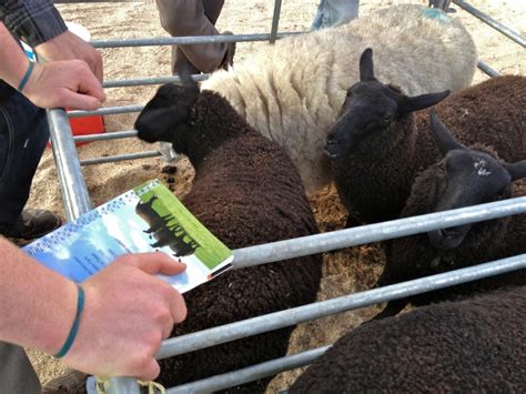 Zwartbles Sheep Open Day 2013 | zwartblesireland.com