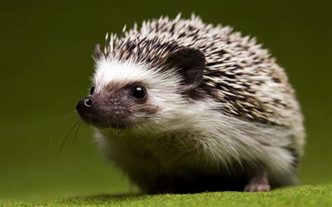 Hedgehog Pictures wallpaper | 2560x1600 | #74765