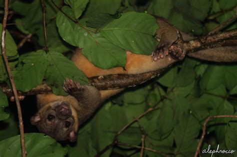 Kinkajou eating Rambutans – ALEPHROCCO