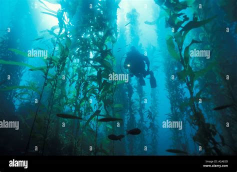 SCUBA DIVER IN GIANT KELP FOREST Macrocystis pyrifera CALIFORNIA USA Stock Photo: 175853 - Alamy