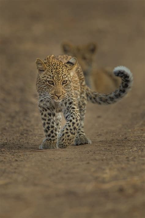 Leopard cubs : r/aww