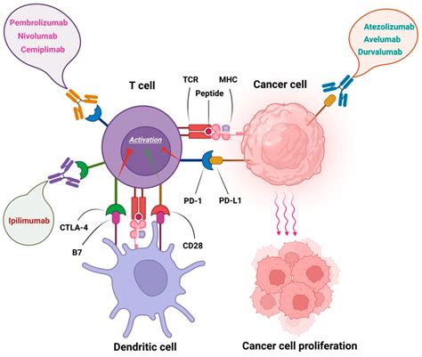 Current Oncology | Free Full-Text | Immune Checkpoint Inhibitors in ...