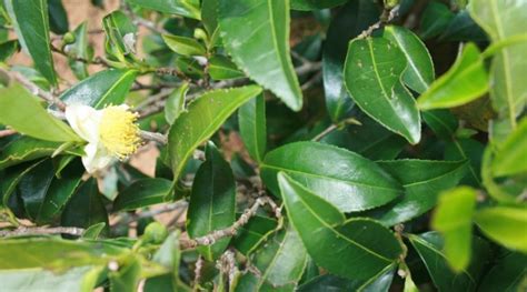 Camellia sinensis: Sistematica, Etimologia, Habitat, Coltivazione ...