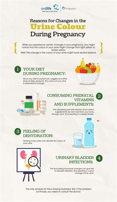 Reasons for Changes in the Urine Colour During Pregnancy | Infographics