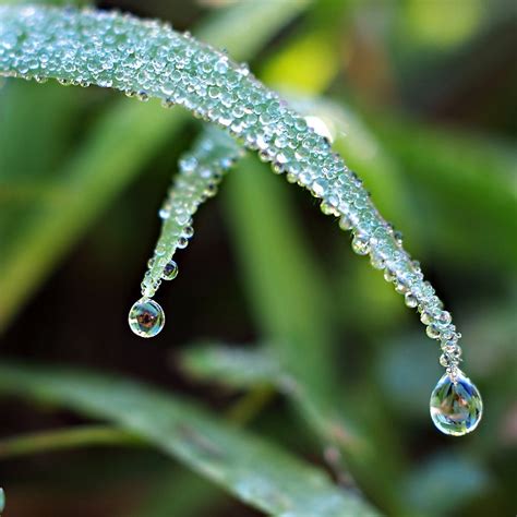 Dew Drops in Grass Macro Photograph Water Drop Photography - Etsy