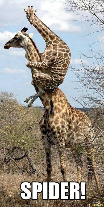 giraffe spider pictures | FunCork.com - Pictures - Giraffe Spider ...