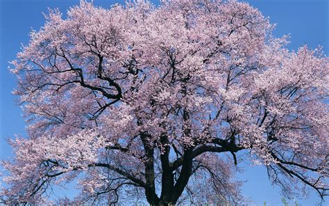 tree, flowers, sky Wallpaper, HD Nature 4K Wallpapers, Images and ...