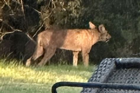 Mystery 4-legged creature lurking in Texas backyard baffles residents: ‘Chupacabra’