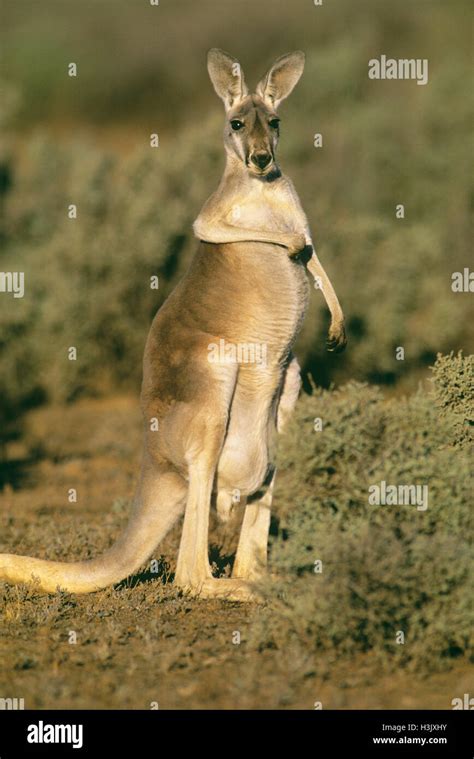 Red kangaroo (Macropus rufus Stock Photo - Alamy