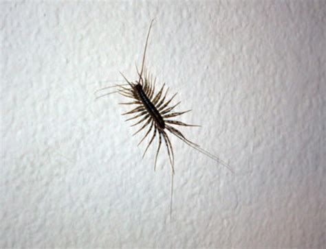 5 Things You Didn't Know About House Centipedes (Like the One I Just ...