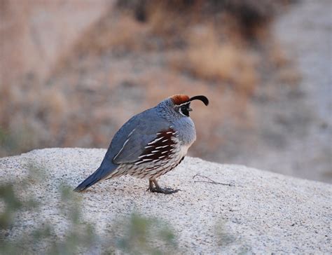 Gambel's Quail Facts, Temperament, Pet Care, Feeding, Pictures | Singing Wings Aviary