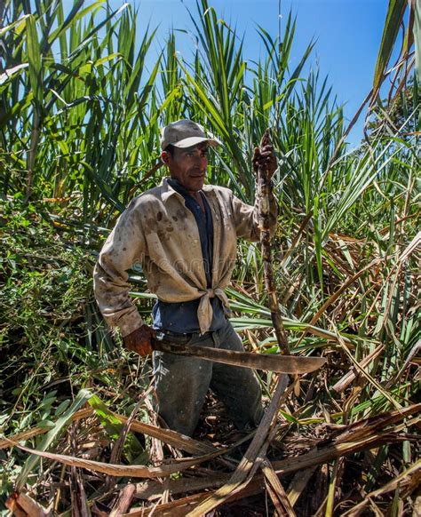 Harvesting of sugar cane editorial photography. Image of people - 90734747