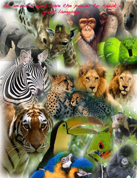 a new begining: Wildlife Collage