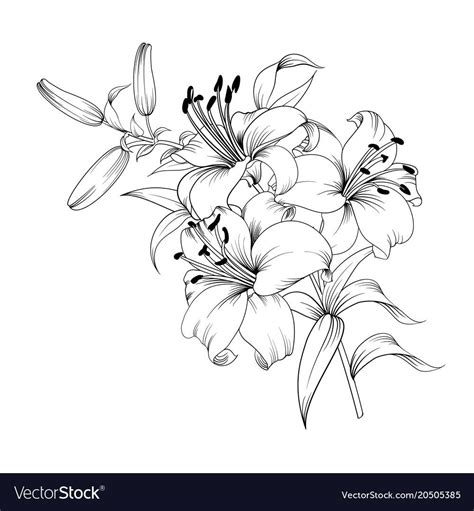 Contour of blooming lily isolated over white background. White lily flower. Wedding romantic ...