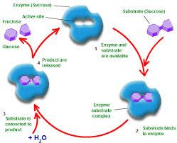 Lecture on Enzyme Kinetics - Assignment Point