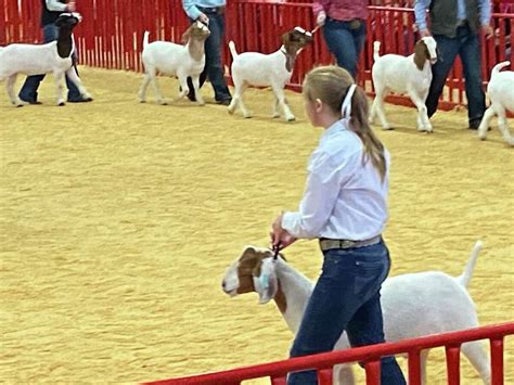 Students raising livestock for San Antonio Stock Show & Rodeo aren’t letting the coronavirus ...