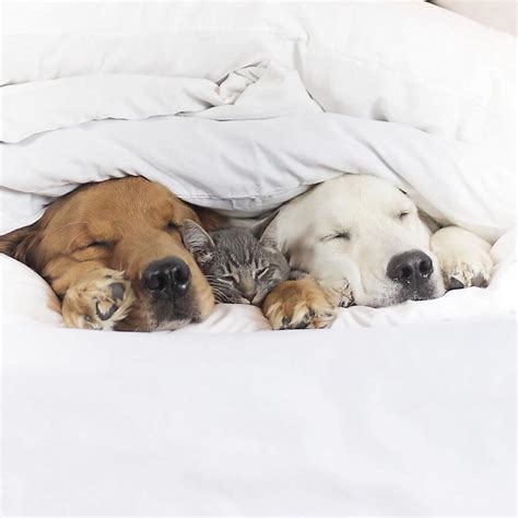 38 Pictures Of Two Dogs And a Cat Who Just Love Doing Everything Together, Especially Napping