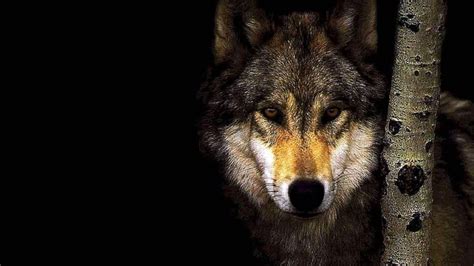 1920x1080 Wallpapers HD Wolf #1920x1080 #Wallpapers #HD #Wolf