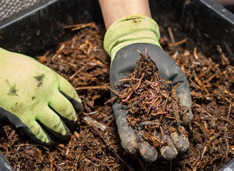 Worm farming: a simple way to reduce your food waste – small green things