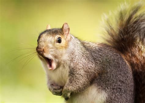 Squirrels eavesdrop on bird chatter to tell when a threat has passed ...