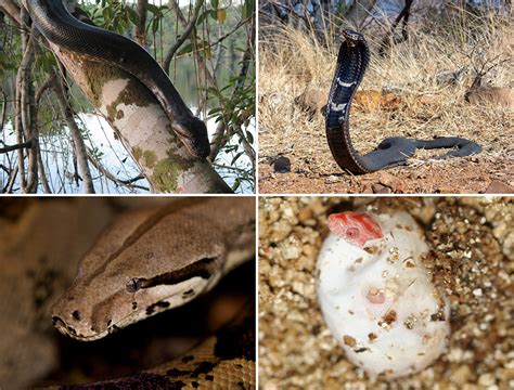 Snakes - everything you need to know - Africa Geographic