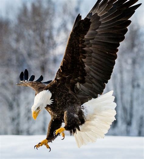 Amazing Bald Eagle Pictures: Watch Our Video to Learn More - bird tattoo animal wallpaper ...