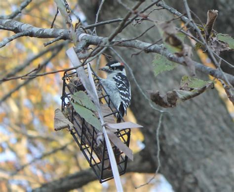 Downy Woodpecker - FeederWatch