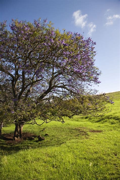 The Beauty of Summer Flowering Trees — Ranch & Coast Magazine