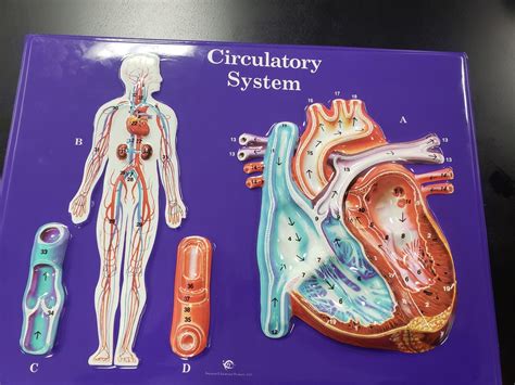 Circulatory System Model Labeled