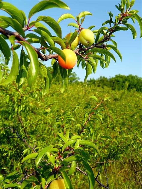 23 Top Types of Plum Trees - ProGardenTips