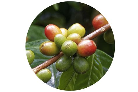 Guide: How to Grow Coffee in the US