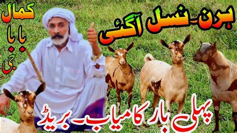 World 🌎Record International Goats, Hiran Croos 5,5 Bache Dyne Wali بابا عثمان کے پاس ہرن نسل کی ...