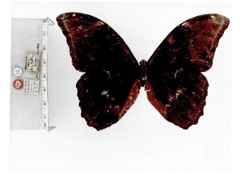 Morpho m. menelaus (type specimens)