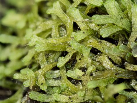 Liverwort-Riccia fluitans – Ohio Moss and Lichen Association