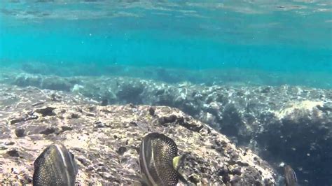 Hanauma Bay coral reef snorkeling. All tropical fish in one continuous shot. GoPro 3+ - YouTube