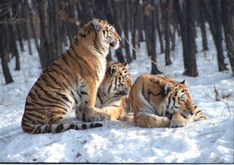 Siberian Tiger Habitat | A Tiger in its Natural Habitat