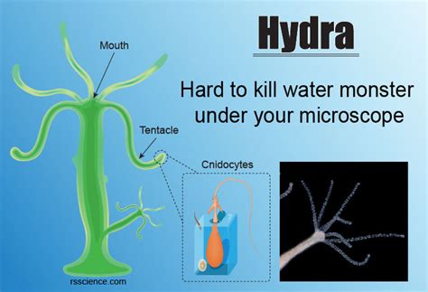 Hydra Under Microscope