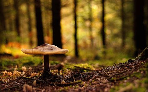 Discover 68+ wallpaper mushroom background latest - in.cdgdbentre