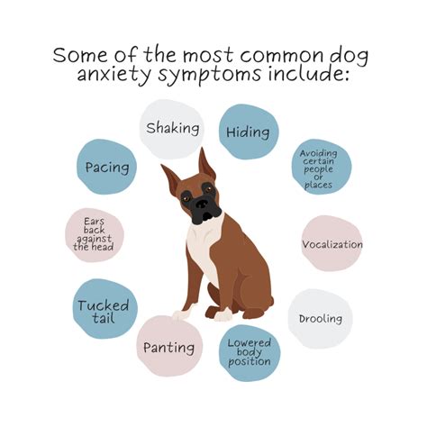 Understanding dog anxiety symptoms