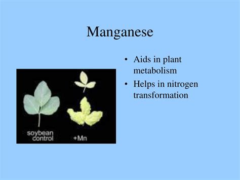 PPT - Plants’ Essential Elements PowerPoint Presentation, free download ...